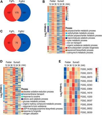 Frontiers | Comparative transcriptomics identifies the key in